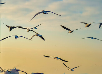 Gulls and birds fly over the sea water with a beautiful sunset sky, inspiring and motivational landscape background.