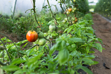 Organic tomatoes and basil in organic farm. Tomatoes and basil are good to grow together.
