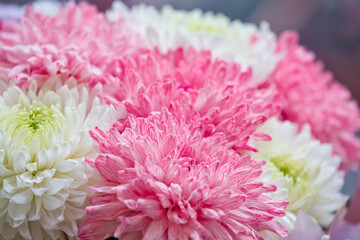bouquet of peonies. Pink and white peonies. Flower petals close-up. Floral background.
