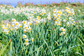 Fototapeta premium 静岡県下田市爪木崎 野水仙の群落地 爪木崎海岸