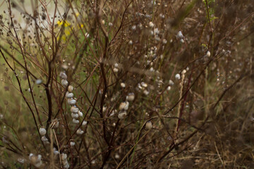 Branches full of snail shells. 