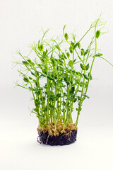 Pea sprouts with soil, beans and roots on white background. Young pea microgreen shoots. Healthy eating, home gardening concept