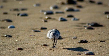 Vendée, France; January 25, 2021: A sanderling (Calidris alba) looks for moluscs to eat on a beach in Bretignolles Sur Mer.

