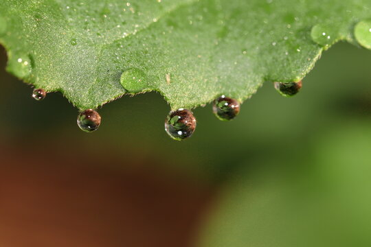 Macro view of dew drop on green leaves in the morning