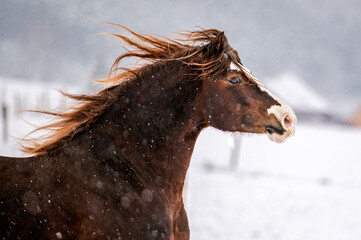 Obraz na płótnie Canvas Galloping chestnut welsh pony cob stallion in snow. Stunning active horse with long mane full of power in winter.