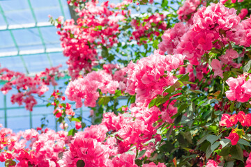 温室のブーゲンビリア