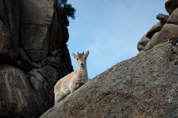 A young mountain goat in La Pedriza. Sierra de Guadarrama National Park. Madrid's community. Spain