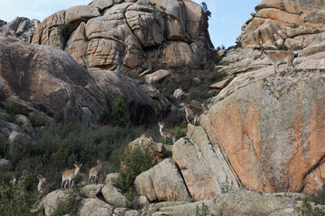 Fototapeta na wymiar A herd of mountain goats in La Pedriza. Sierra de Guadarrama National Park. Madrid's community. Spain