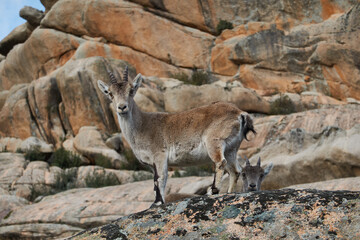A herd of mountain goats in La Pedriza. Sierra de Guadarrama National Park. Madrid's community. Spain
