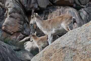 A herd of mountain goats in La Pedriza. Sierra de Guadarrama National Park. Madrid's community. Spain