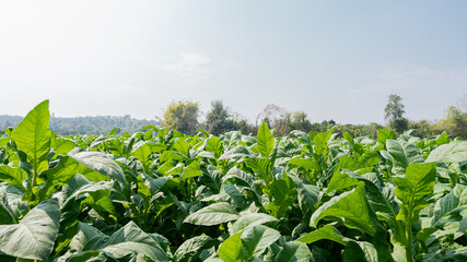 Green tobacco trees in rice fields and sky in Chiang Mai Province, North Thailand.