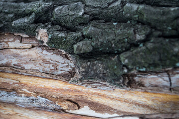 
The bark of a tree can be used as a background.