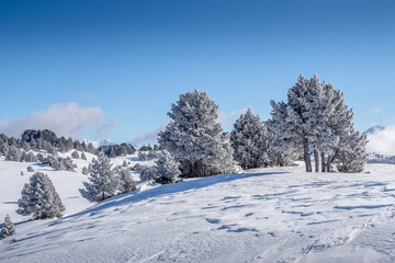 Mountain landscape in winter showing frosted trees, Vercors, France