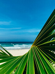 Green palm leaf close up on a tropical island. The sea is in the background. Travel concept © Максим Ірха