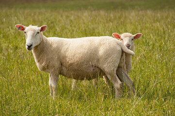 Ewe and lamb in meadow at in Spring
