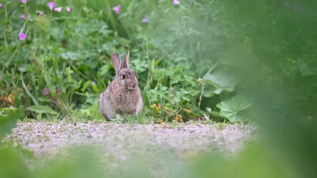 Kaninchen frisst Gr&uuml;nzeug