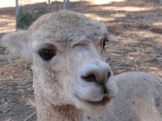 Shorn Australian Llama 