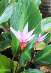 Obraz premium Blooming flower