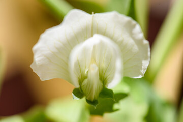 blooming white peas flower close up. hobby home gardening