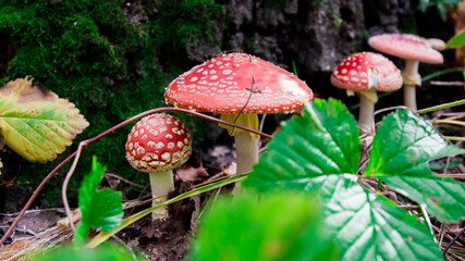 mushroom in the forest