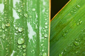 leaf on ground covered with raindrops