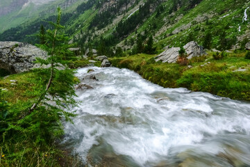rushing mountain stream with green trees and plants