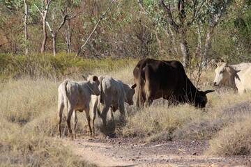 Wild cows wandering in the Australian bush