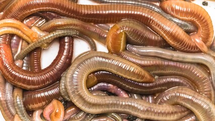 Many earthworms crawling together closeup photo