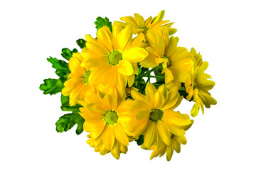 yellow chrysanthemum flower close-up on white background