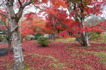 Naklejka premium 秋の京都 智積院の紅葉