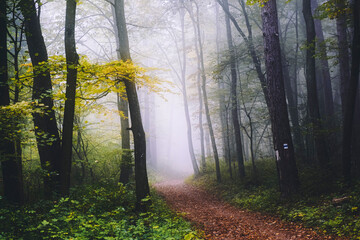 colorful misty forest in autumn time