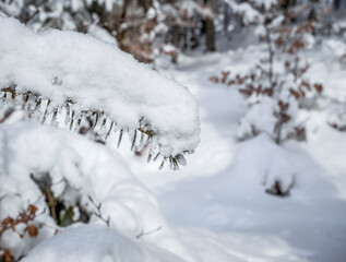 Fir branch covered with fresh white snow.