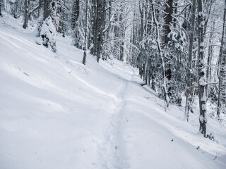 Footpath or hiking trail in the pine tree forest. Snow path in the woods of Carpathian Mountains, in Romania.