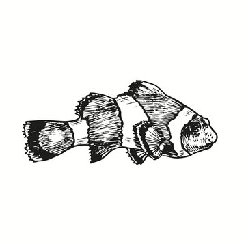 recommend clip art: Clownfish or anemone fish Ocellaris clownfish, Amphiprion ocellaris side view. Ink black and white doodle drawing in woodcut outline style. Vector illustration