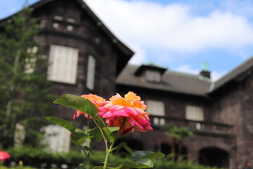 旧古河庭園のバラ園