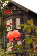 薔薇と洋館