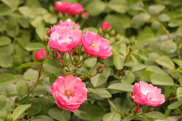 Fototapeta na wymiar ピンクの薔薇