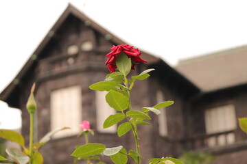 薔薇と洋館