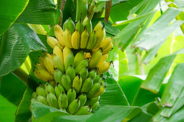 Bunch of organic green and yellow bananas in the garden. Pisang Awak bananas in Thailand. Agricultural plantation.