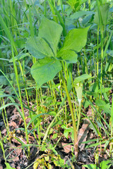 Blooming plant dragon-root (Arisaema amurensis)