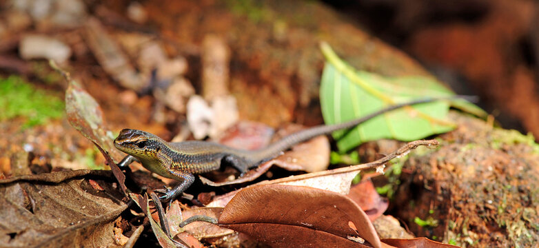 Skink (Eutropis floweri) im Sinharaja Regenwald auf Sri Lanka - Skink (Eutropis floweri) in the Sinharaja rainforest of Sri Lanka