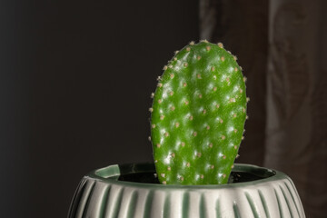 Opuntia cactus in a ceramic pot in bright sunlight. A beautiful houseplant that requires little water and a lot of sun.