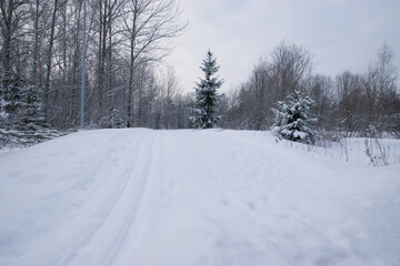 Winter landscape with cross country ski tracks in snoy forest 