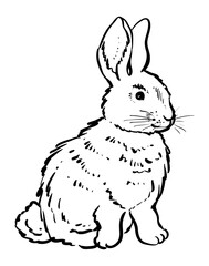 Little rabbit, hand drawn vector, monochrome
