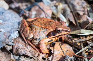 The frog is basking in the spring sun.
