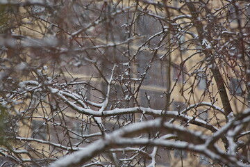 Snow-covered tree branches in the Mokovo courtyard.