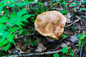 White mushroom in the forest.