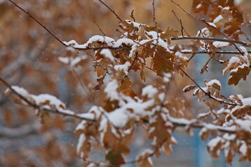 Obraz premium Snow-covered tree branches in the Mokovo courtyard.