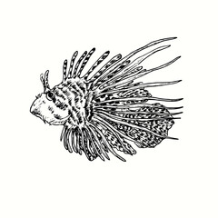 The red lionfish Pterois volitans or zebrafish  side view. Ink black and white doodle drawing in woodcut outline style. Vector illustration
