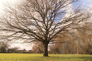 tree in the park in autumn